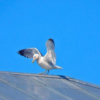 Танцующая на крыше ... хохотунья! :) :: Елена Хайдукова  ( Elena Fly )