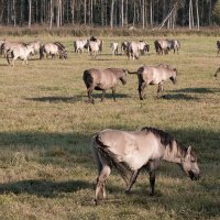 *** :: Геннадий Порохов