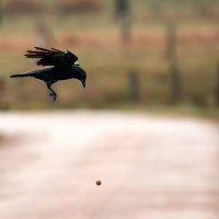 Ворона колет грецкие орехи, кидая их с высоты на асфальт. :: Игорь Геттингер (Igor Hettinger)