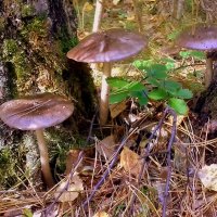 Осенние грибы . :: Мила Бовкун