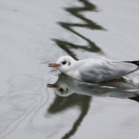 Плывущая чайка :: Ната Волга