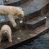 0677 :: Аркадий Лаптенко