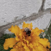 Цветок и пчела :: Юлия Наимова