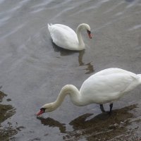 Лебеди на Виштынецком озере :: Маргарита Батырева
