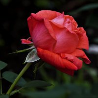 Роза красная, значит прекрасная! :: Валентина *