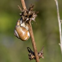 Осеннее приулитивание. :: Анатолий. Chesnavik.