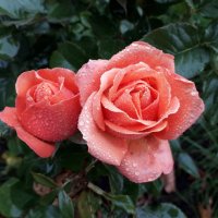 Розы в капельках дождя :: Лидия Бусурина