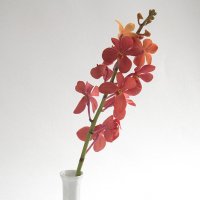 Орхидея :: Ольга Бекетова