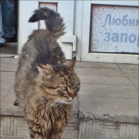 Из жизни ершистого кота :: Нина Корешкова