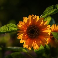 Солнечный цветок :: Олег Пученков