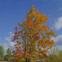 Деревянка,осень.Клён :: Ivan Lukkonen