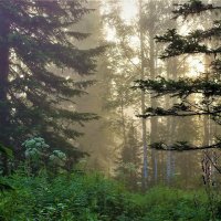 Утро в лесу :: Сергей Чиняев 