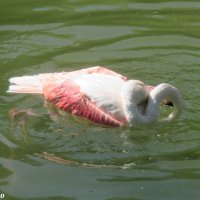 Купание фламинго :: Нина Бутко
