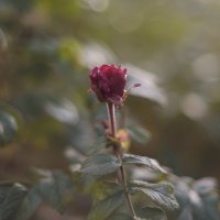 Осенняя роза :: Клавдия 