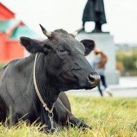 .. корова, которая живёт при храме и даёт молоко.. :: Лилия .
