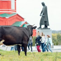 Знакомство с доброй коровой! Пасётся на Куликовом поле под присмотром  Дмитрия Донского...) :: Лилия .