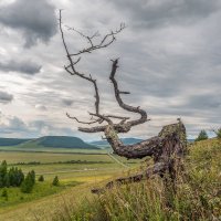 Сулекская писаница. Дерево :: Сергей Карцев