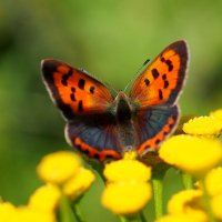 в мире бабочек 5 :: Александр Прокудин