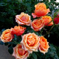Подарок осени - букет прекрасных роз... :: Тамара (st.tamara)