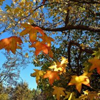 Осенние листья :: Nina Yudicheva