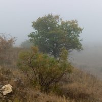Туман :: АНДРЕЙ ШЕВЧЕНКО