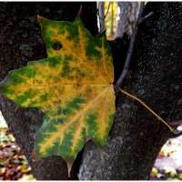 Le dernier blues. Feuille de vigne :: Михаил Зобов