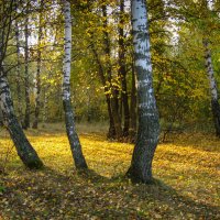 Золото осени :: Анатолий Угрюмов