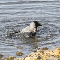 Водные процедуры :: Марина Грушина