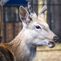 Косуля :: Вадим Басов