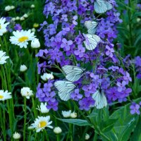 Гирлянда из бабочек :: Светлана Рябова-Шатунова