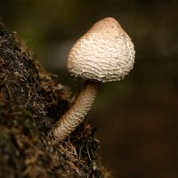 Про грибы :: Олег Пученков