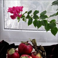 Бугенвиллея и яблоки :: Нина Корешкова