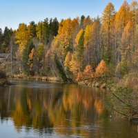 Пожелтели лиственницы. :: Наталья 