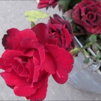 Розы в октябре :: Нина Корешкова
