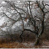 Первый снег :: Александр Богатырёв