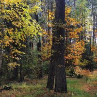 Предверие лесного листопада... :: Лесо-Вед (Баранов)