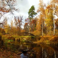 На обмелевшей лесной речке :: Андрей Снегерёв