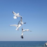 Чайки на море :: Маргарита Батырева