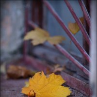 Осень на окне :: Анатолий Винник