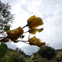 Дождливая погода и цветы розы :: Heinz Thorns