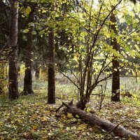 Осенний лес :: Нина Синица