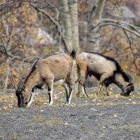 На лугу пасутся козы! :: Ирина Антоновна