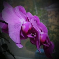 Орхидея :: Александр Сапунов