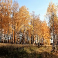 осень :: Владимир Холодницкий