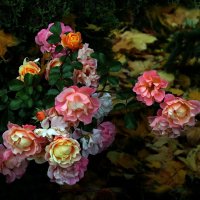 розы :: Михаил Бибичков