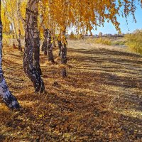 Осень на берегу реки Омь :: Владимир Зыбин