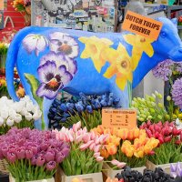 Голландские тюльпаны Bloemenmarkt Цветочный рынок Амстердам :: wea *