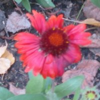 Красный цветок :: Дмитрий Никитин
