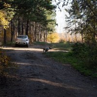 Хозяйка позвала :: Валерий Михмель 