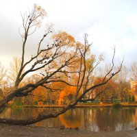 в парке осень :: Александр ***